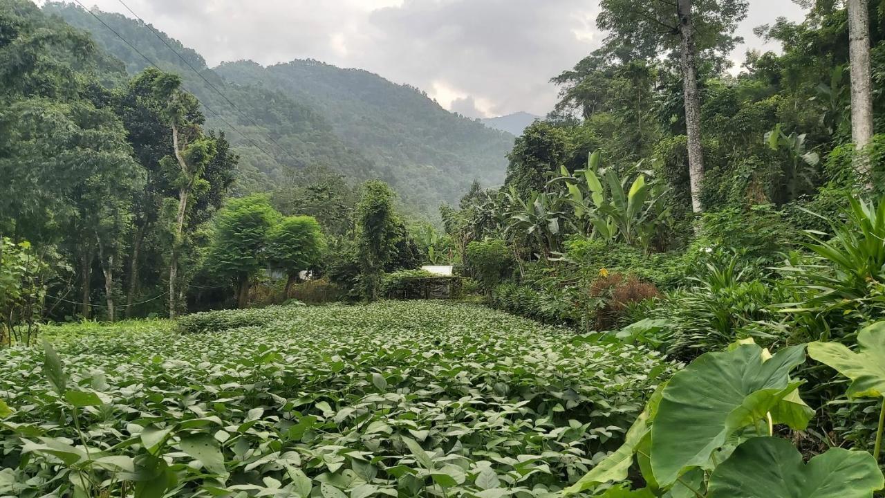Eviana Homestay 大吉岭 外观 照片